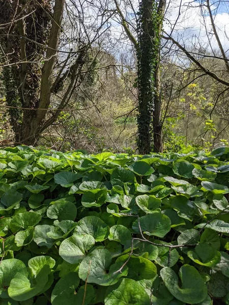 Yeşil bitkiler ve ağaçlar orman 