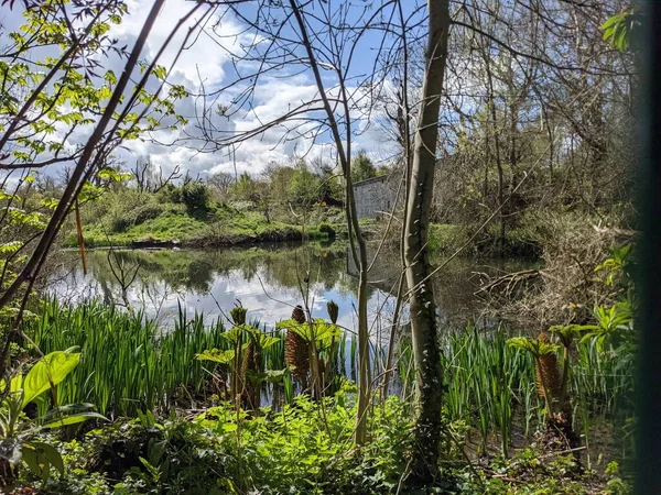 Kırsaldaki küçük bir göletin yemyeşil bitkisi. Bankalar doğal olarak su bitkileri ve çalılarla kaplıdır..