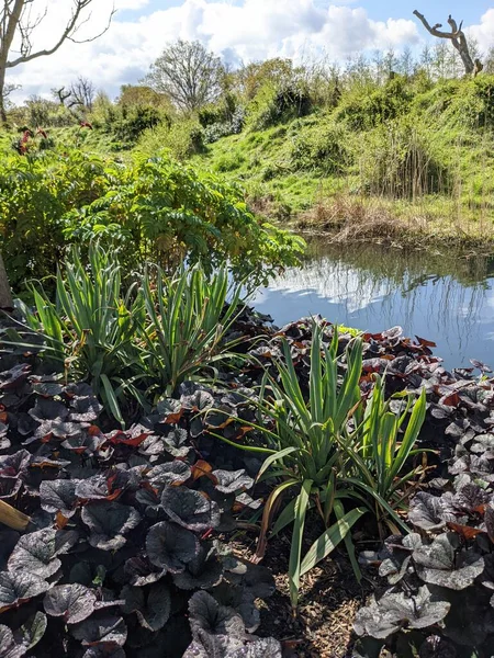 Kırsaldaki küçük bir nehrin yemyeşil bitkileri. Bankalar doğal olarak su bitkileri ve çalılarla kaplıdır..