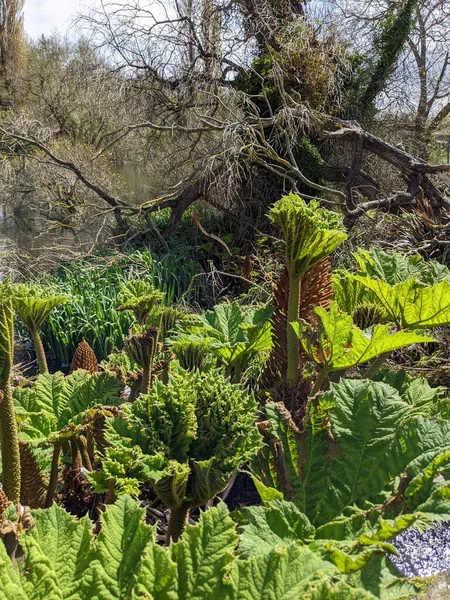 Baharda büyük yeşil yapraklı orman bitkileri 