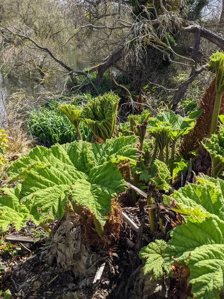 Baharda büyük yeşil yapraklı orman bitkileri 