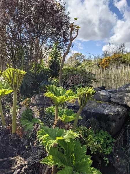 Baharda büyük yeşil yapraklı orman bitkileri 