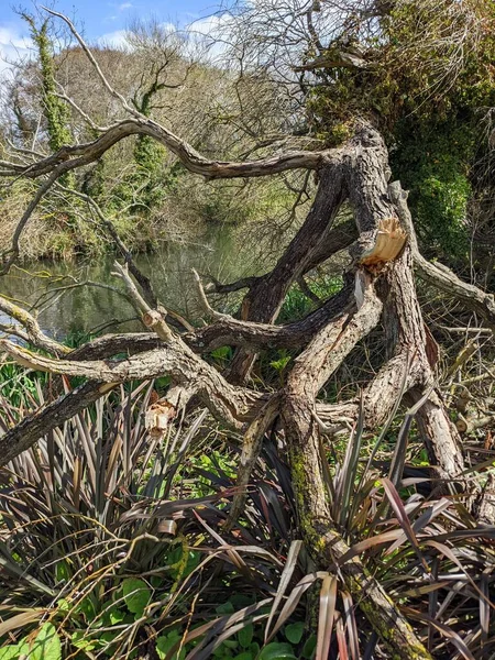 Ormandaki nehir kıyısındaki kırık ağaç.  
