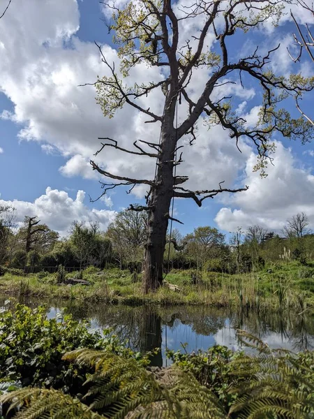 Kırsaldaki küçük bir nehrin yemyeşil bitkileri. Bankalar doğal olarak su bitkileri ve çalılarla kaplıdır..