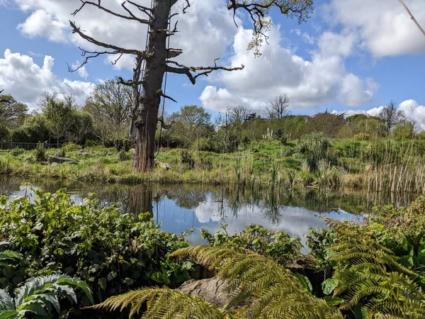 Lush Vegetation Small River Countryside Banks Naturally Overgrown Water Plants — Stockfoto