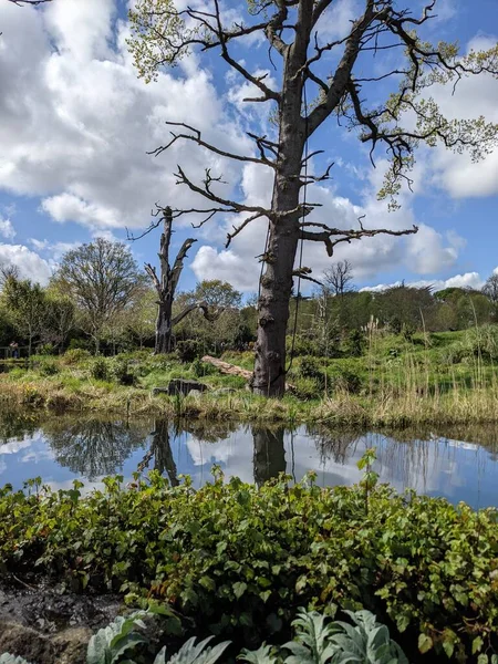 Kırsaldaki küçük bir nehrin yemyeşil bitkileri. Bankalar doğal olarak su bitkileri ve çalılarla kaplıdır..