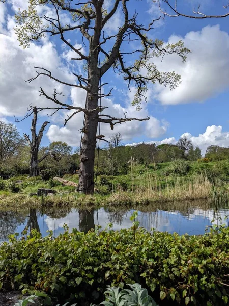 Kırsaldaki küçük bir nehrin yemyeşil bitkileri. Bankalar doğal olarak su bitkileri ve çalılarla kaplıdır..