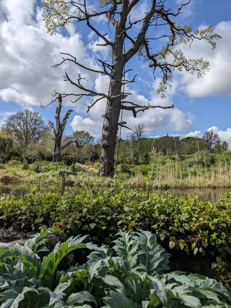 Kırsaldaki küçük bir nehrin yemyeşil bitkileri. Bankalar doğal olarak su bitkileri ve çalılarla kaplıdır..