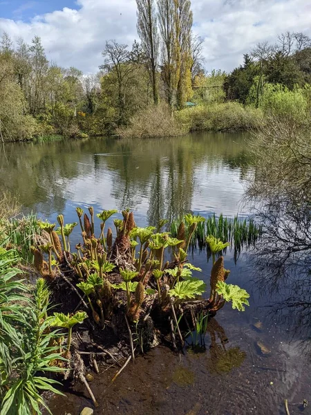 Kırsaldaki küçük bir nehrin yemyeşil bitkileri. Bankalar doğal olarak su bitkileri ve çalılarla kaplıdır..