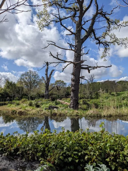 Kırsaldaki küçük bir nehrin yemyeşil bitkileri. Bankalar doğal olarak su bitkileri ve çalılarla kaplıdır..