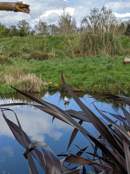 Kırsaldaki küçük nehirde güzel bir martı. Bankalar doğal olarak su bitkileri ve çalılarla kaplıdır..