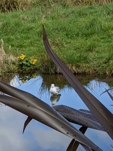 Beautiful Seagull Small River Countryside Banks Naturally Overgrown Water Plants — Stockfoto