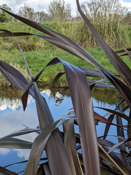 Kırsaldaki küçük nehirde güzel bir martı. Bankalar doğal olarak su bitkileri ve çalılarla kaplıdır..