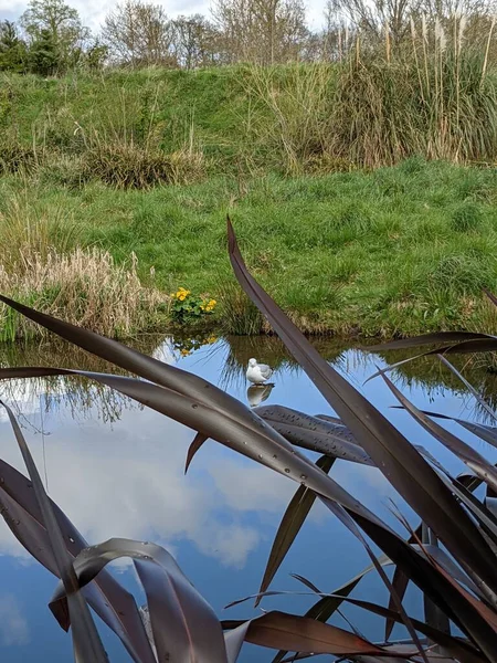 Kırsaldaki küçük nehirde güzel bir martı. Bankalar doğal olarak su bitkileri ve çalılarla kaplıdır..