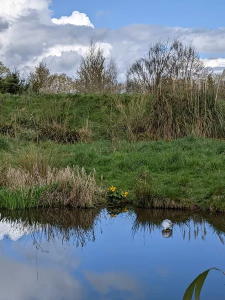 Kırsaldaki küçük nehirde güzel bir martı. Bankalar doğal olarak su bitkileri ve çalılarla kaplıdır..