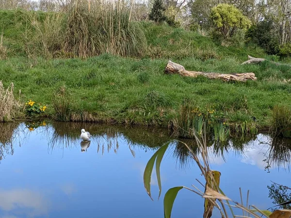 Kırsaldaki küçük nehirde güzel bir martı. Bankalar doğal olarak su bitkileri ve çalılarla kaplıdır..