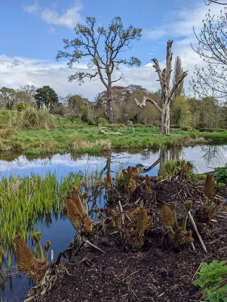 Kırsaldaki küçük bir nehrin yemyeşil bitkileri. Bankalar doğal olarak su bitkileri ve çalılarla kaplıdır..