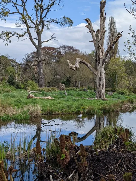 Kırsaldaki küçük bir nehrin yemyeşil bitkileri. Bankalar doğal olarak su bitkileri ve çalılarla kaplıdır..