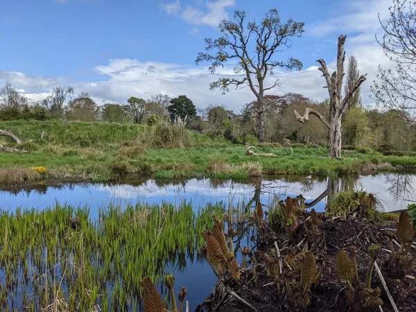 Kırsaldaki küçük bir nehrin yemyeşil bitkileri. Bankalar doğal olarak su bitkileri ve çalılarla kaplıdır..