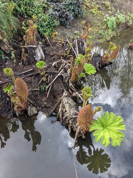 Kırsaldaki küçük bir nehrin yemyeşil bitkileri. Bankalar doğal olarak su bitkileri ve çalılarla kaplıdır..