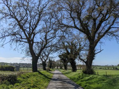 Yol boyunca ağaçların güzel manzarası
