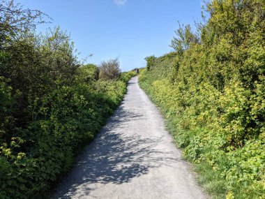 Ağaçların arasından geçen güzel yol manzarası