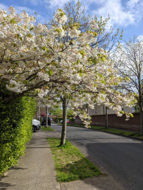 Şehirde güzel bir çiçek ağacı var.