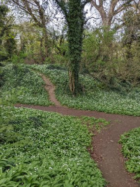 Yeşil bahar ormanında güzel bir patika