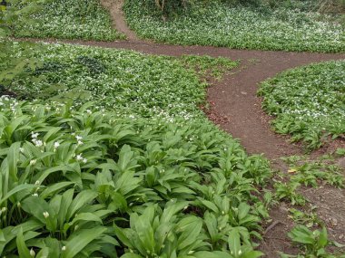 Yeşil bahar ormanında güzel bir patika