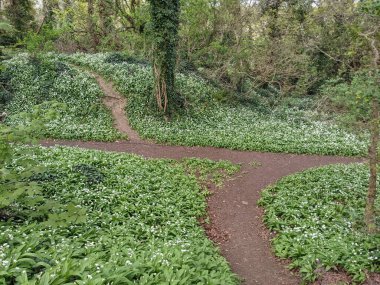 Yeşil bahar ormanında güzel bir patika