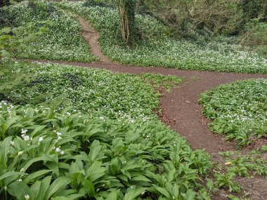 Yeşil bahar ormanında güzel bir patika