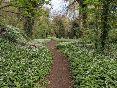 Yeşil bahar ormanında güzel bir patika