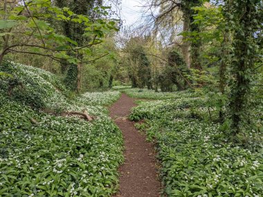 Yeşil bahar ormanında güzel bir patika