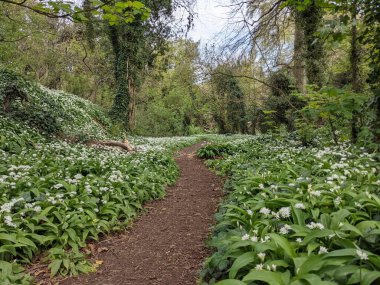Yeşil bahar ormanında güzel bir patika