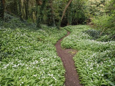 Yeşil bahar ormanında güzel bir patika