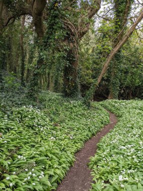 Yeşil bahar ormanında güzel bir patika