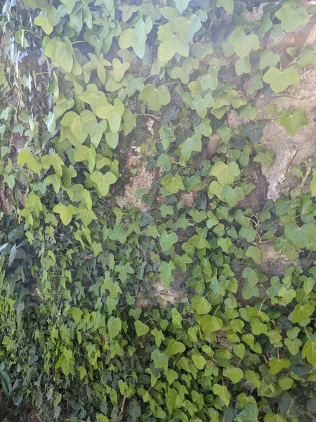 Green Ivy Stone Wall — Stock Photo, Image