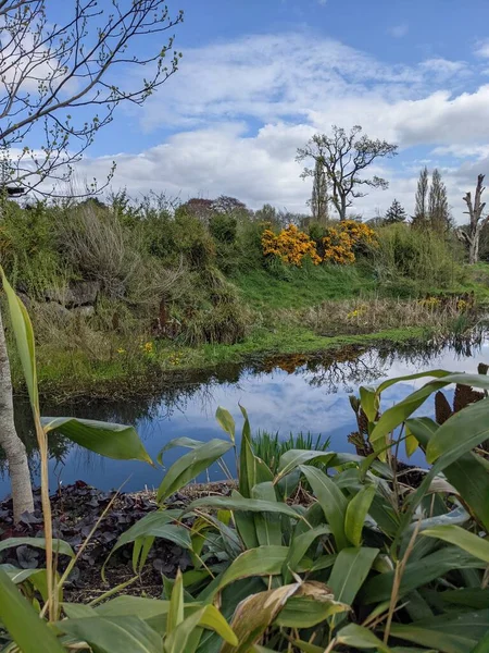 Kırsaldaki küçük bir nehrin yemyeşil bitkileri. Bankalar doğal olarak su bitkileri ve çalılarla kaplıdır..
