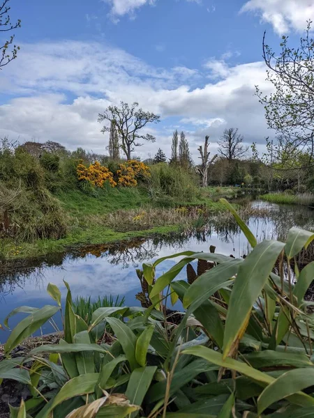 Kırsaldaki küçük bir nehrin yemyeşil bitkileri. Bankalar doğal olarak su bitkileri ve çalılarla kaplıdır..