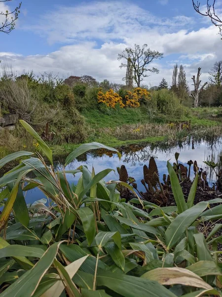 Kırsaldaki küçük bir nehrin yemyeşil bitkileri. Bankalar doğal olarak su bitkileri ve çalılarla kaplıdır..