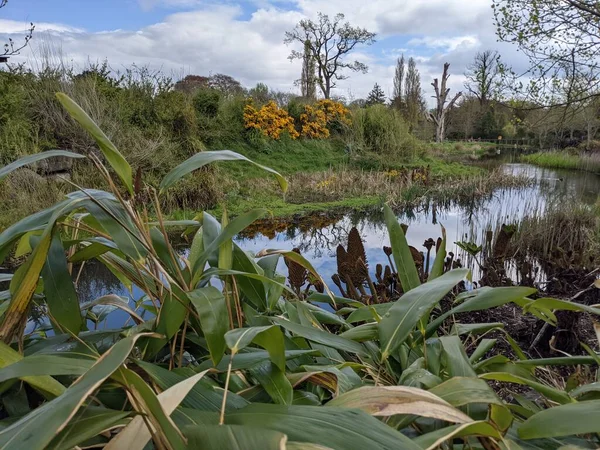 Kırsaldaki küçük bir nehrin yemyeşil bitkileri. Bankalar doğal olarak su bitkileri ve çalılarla kaplıdır..