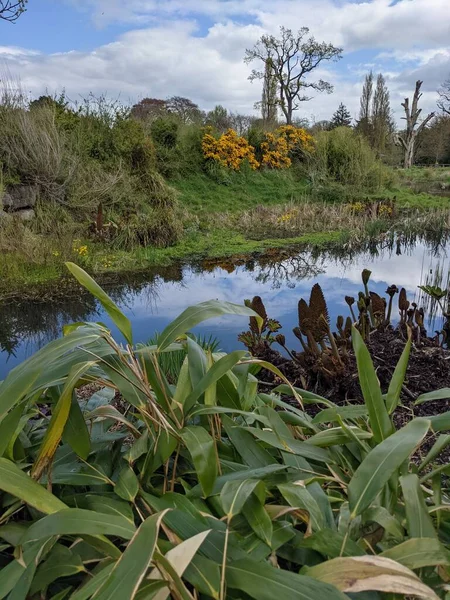 Kırsaldaki küçük bir nehrin yemyeşil bitkileri. Bankalar doğal olarak su bitkileri ve çalılarla kaplıdır..