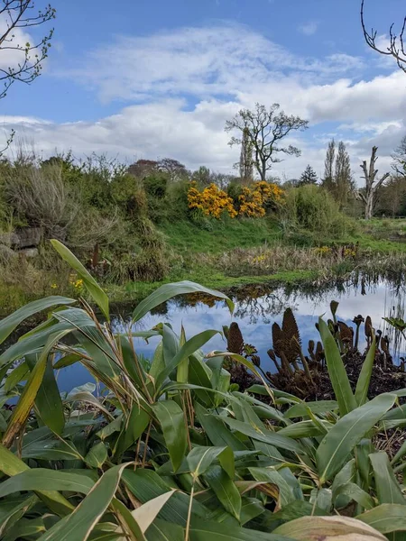 Kırsaldaki küçük bir nehrin yemyeşil bitkileri. Bankalar doğal olarak su bitkileri ve çalılarla kaplıdır..