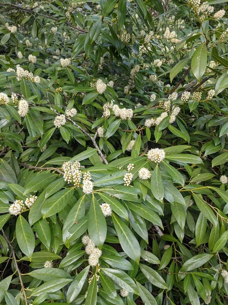 Gros Plan Buisson Avec Des Fleurs Blanches Dans Une Forêt — Photo