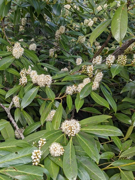 Gros Plan Buisson Avec Des Fleurs Blanches Dans Une Forêt — Photo