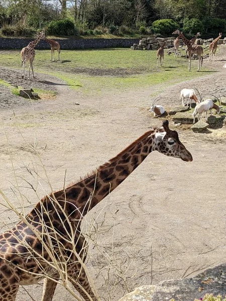 Animais Jardim Zoológico Livre — Fotografia de Stock