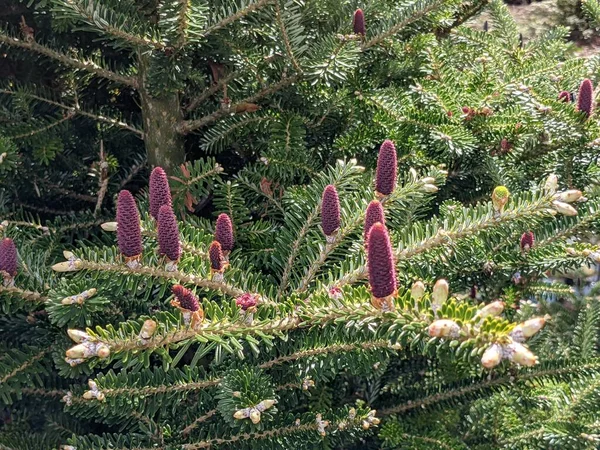 Young Fir Purple Cones Close — Stock Photo, Image