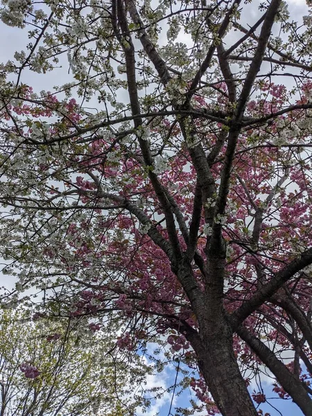Pink Cherry Blossom Tree Springtime — Stockfoto