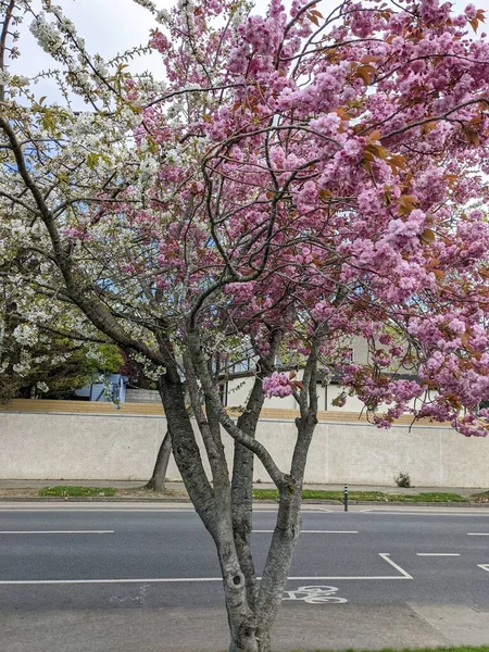 Pink White Cherry Blossom Tree Springtime — Zdjęcie stockowe