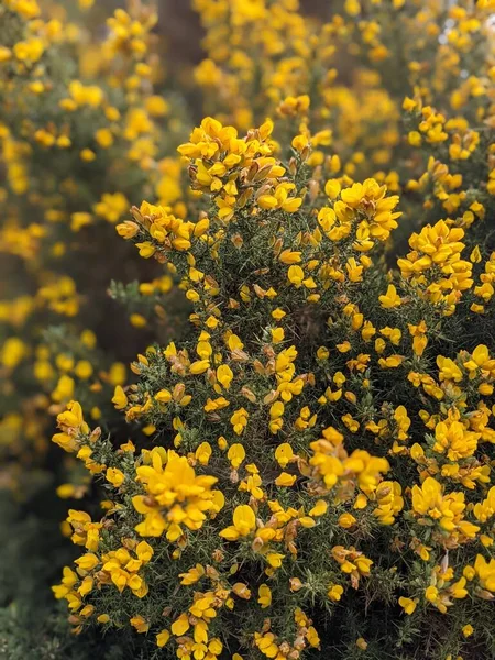 Hermoso Fondo Primavera Flores Amarillas Cerca — Foto de Stock